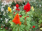 Celosia Cockscomb mixed